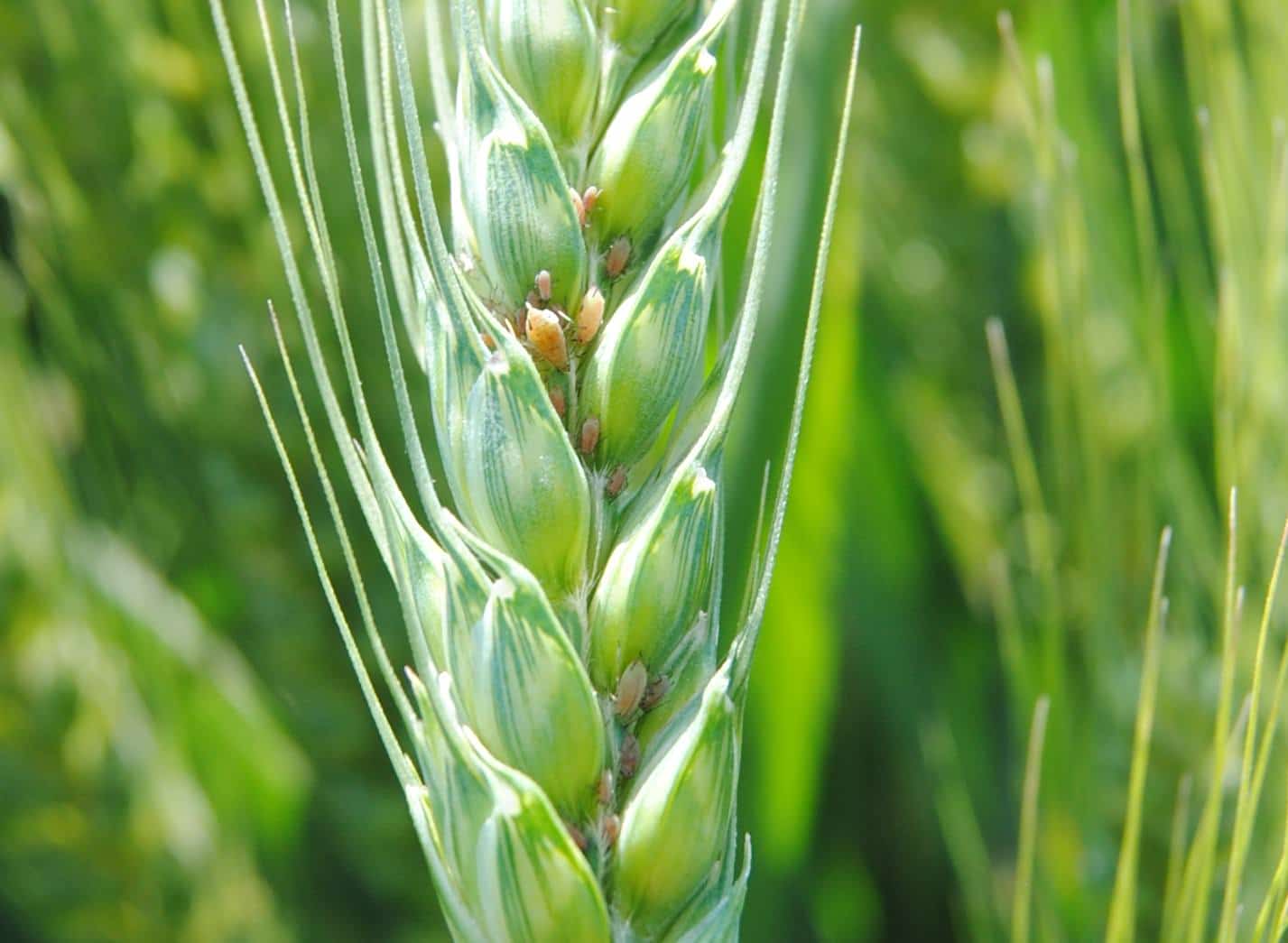 You are currently viewing Prvi tretman pšenice fungicidima protiv napada bolesti